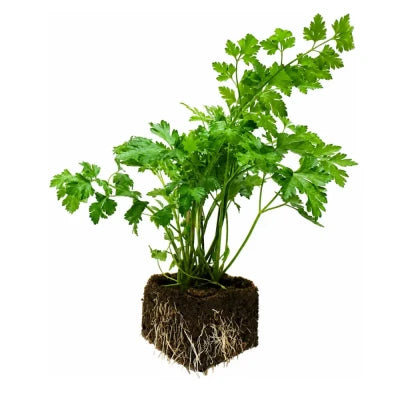 Eazy Plug Eazy Block