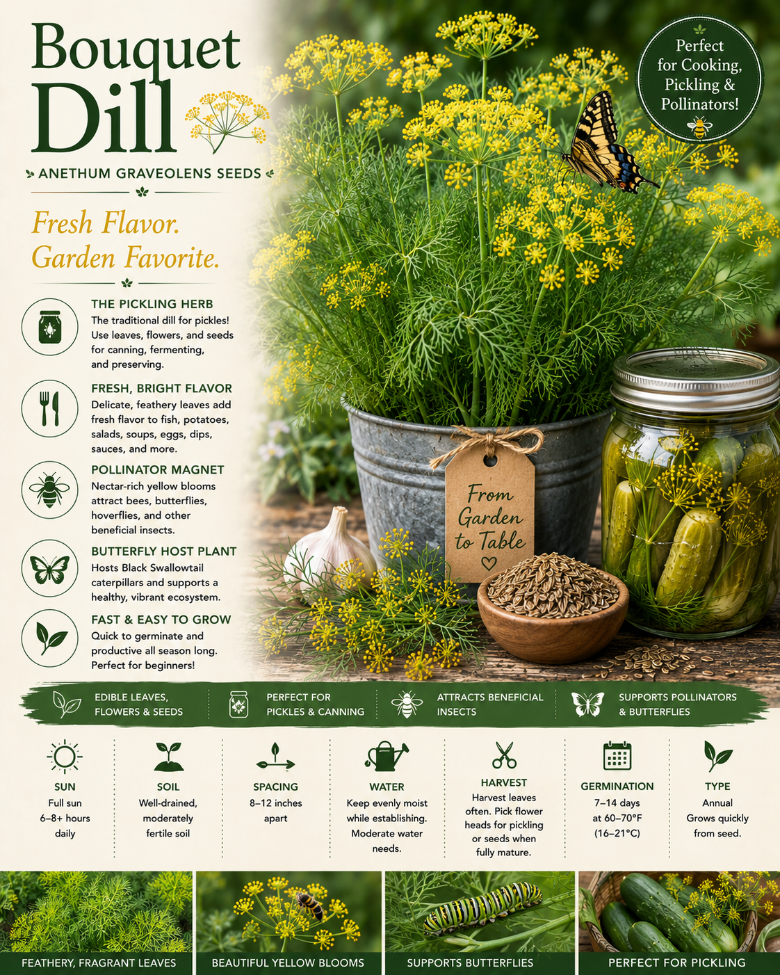 Bouquet Dill