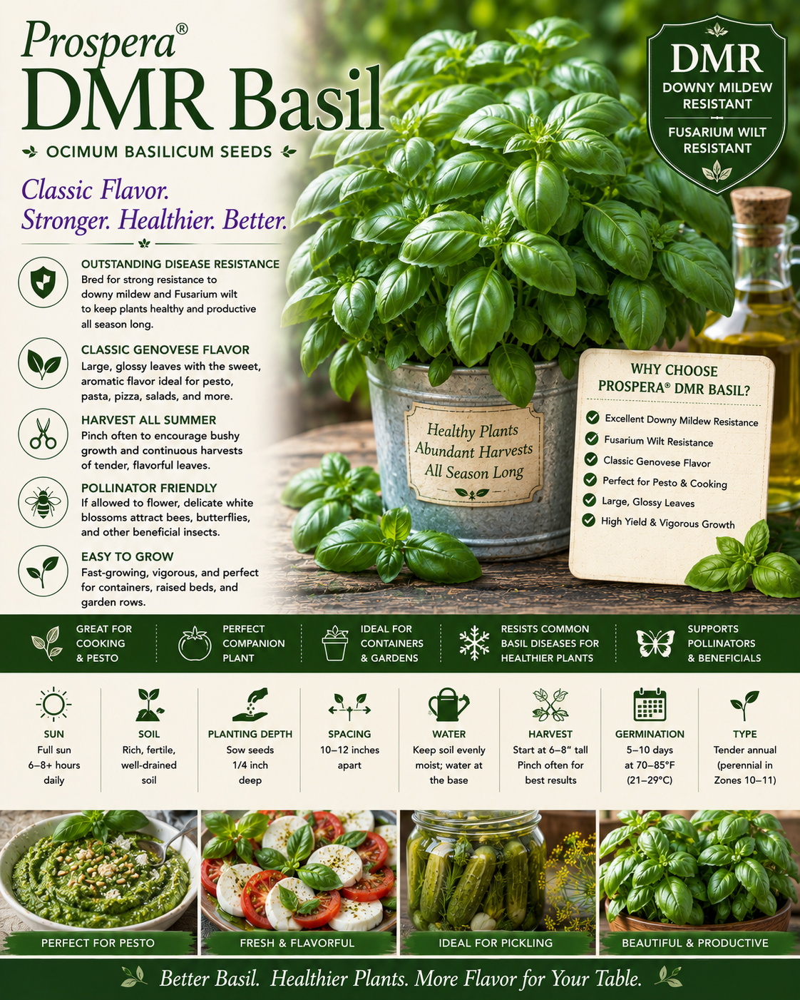 Prospera DMR Basil