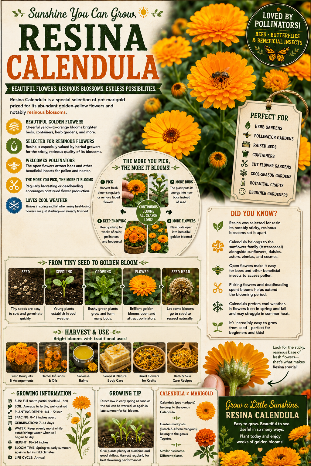 Resina Calendula