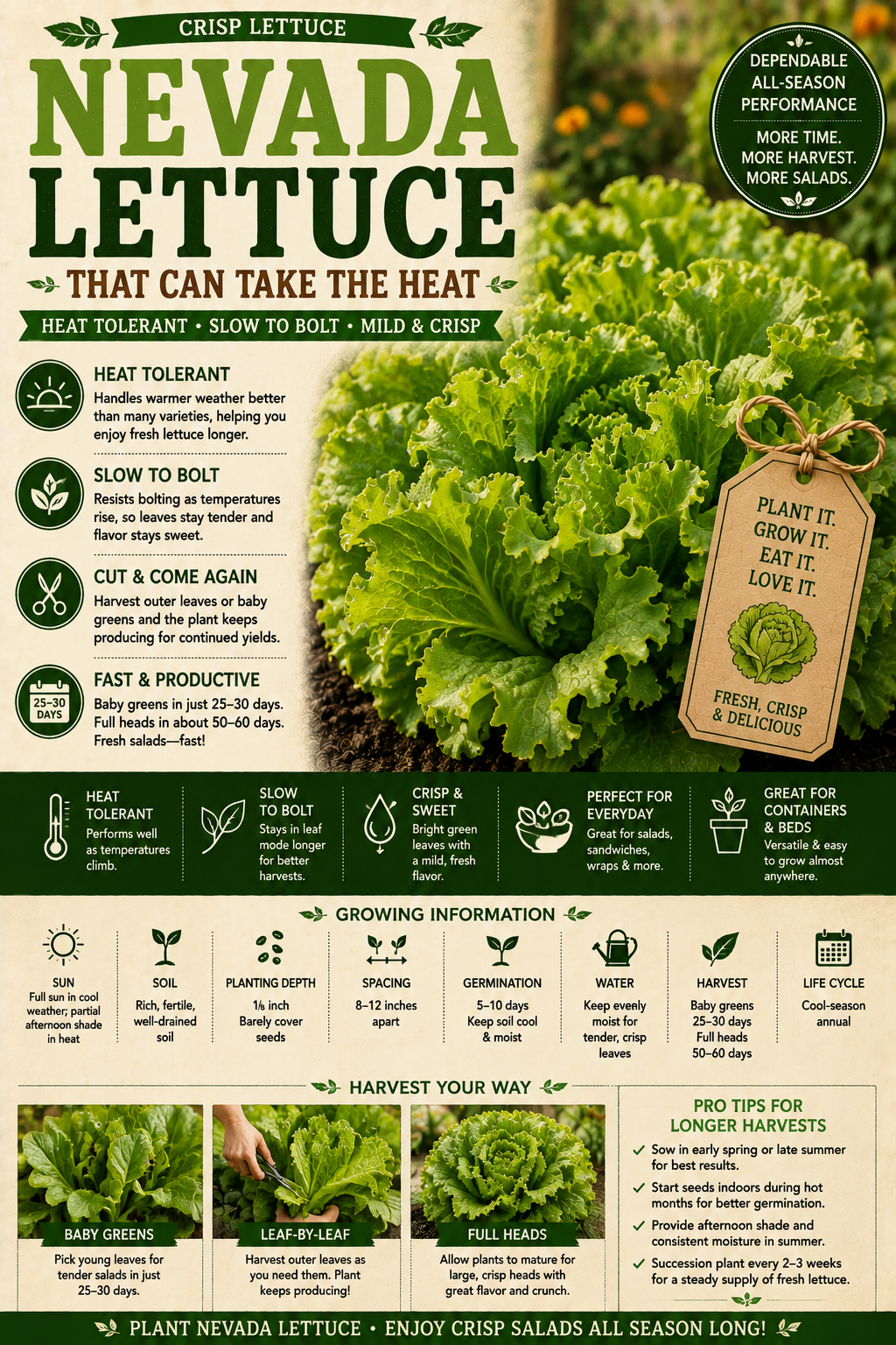 Nevada Lettuce