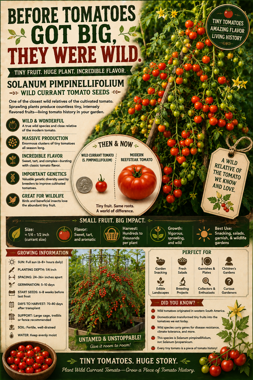Solanum Pimpinellifolium