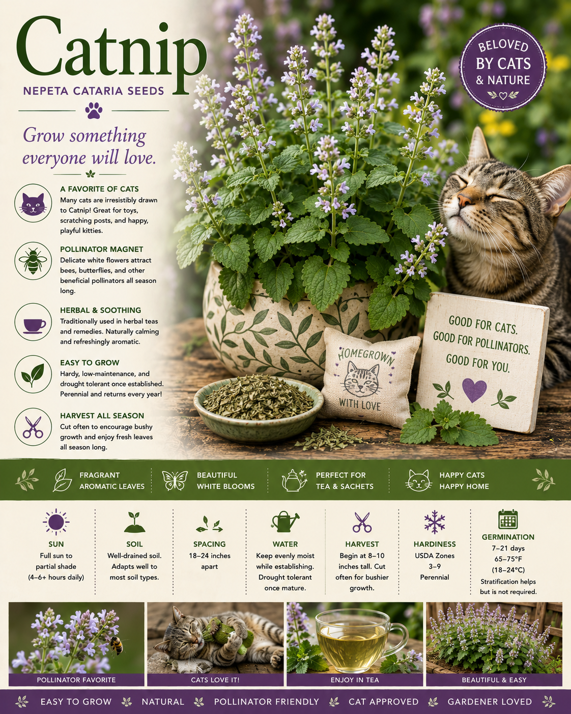 Catnip