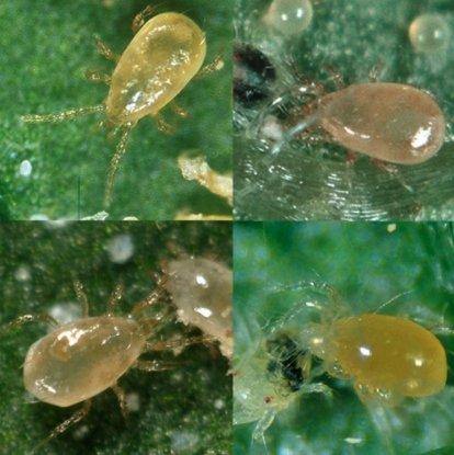 Pest & Disease Control - Tip Top Bio Special Blend Predatory Mites, 250 Mites per Sachet - Gardin Warehouse